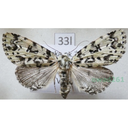 Moma alpium (Osbeck, 1778) Poland33l